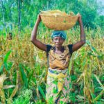 Où en est la Phase Out du Projet PAGRIS ?